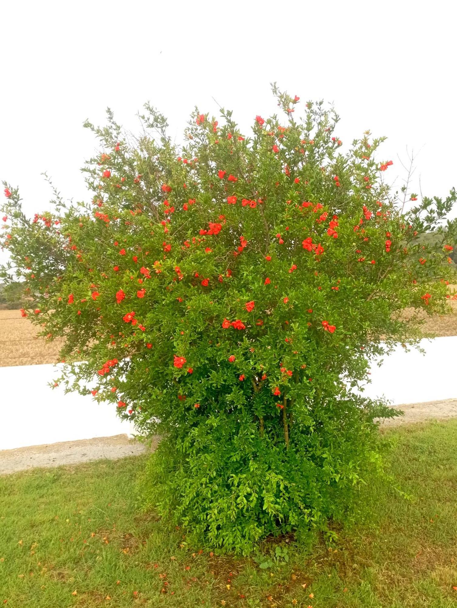 Cal Rusc Allotjament Rural Bed and Breakfast Crespiá Εξωτερικό φωτογραφία